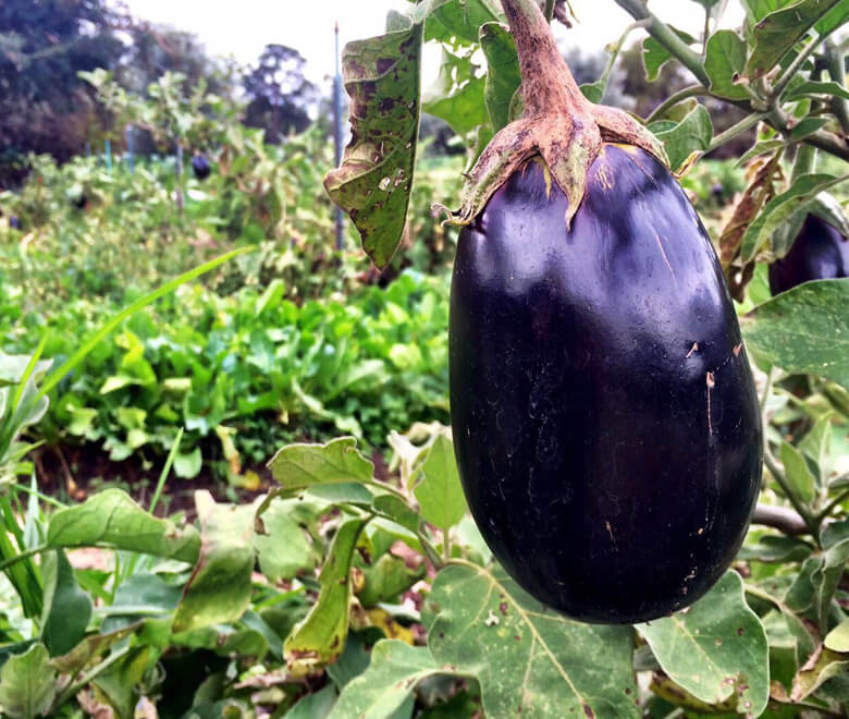 single eggplant on tree