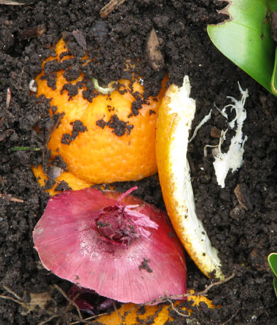 leek in well fertilized soil