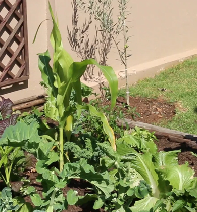 organic urban garden with olive tree
